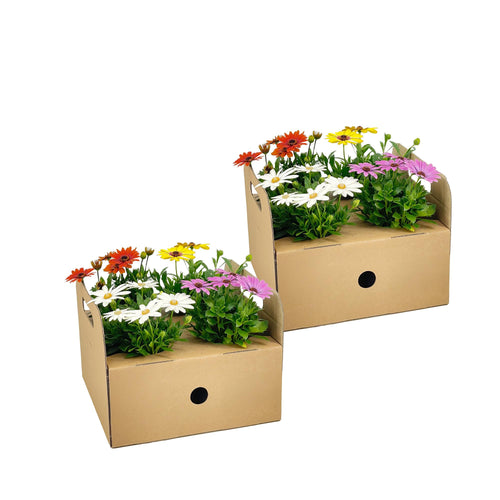8x Osteospermum Ecklonis Mix, plant in pot