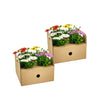 8x Osteospermum Ecklonis Mix