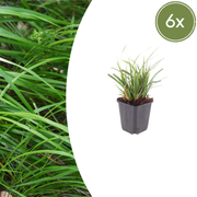 Carex morrowii