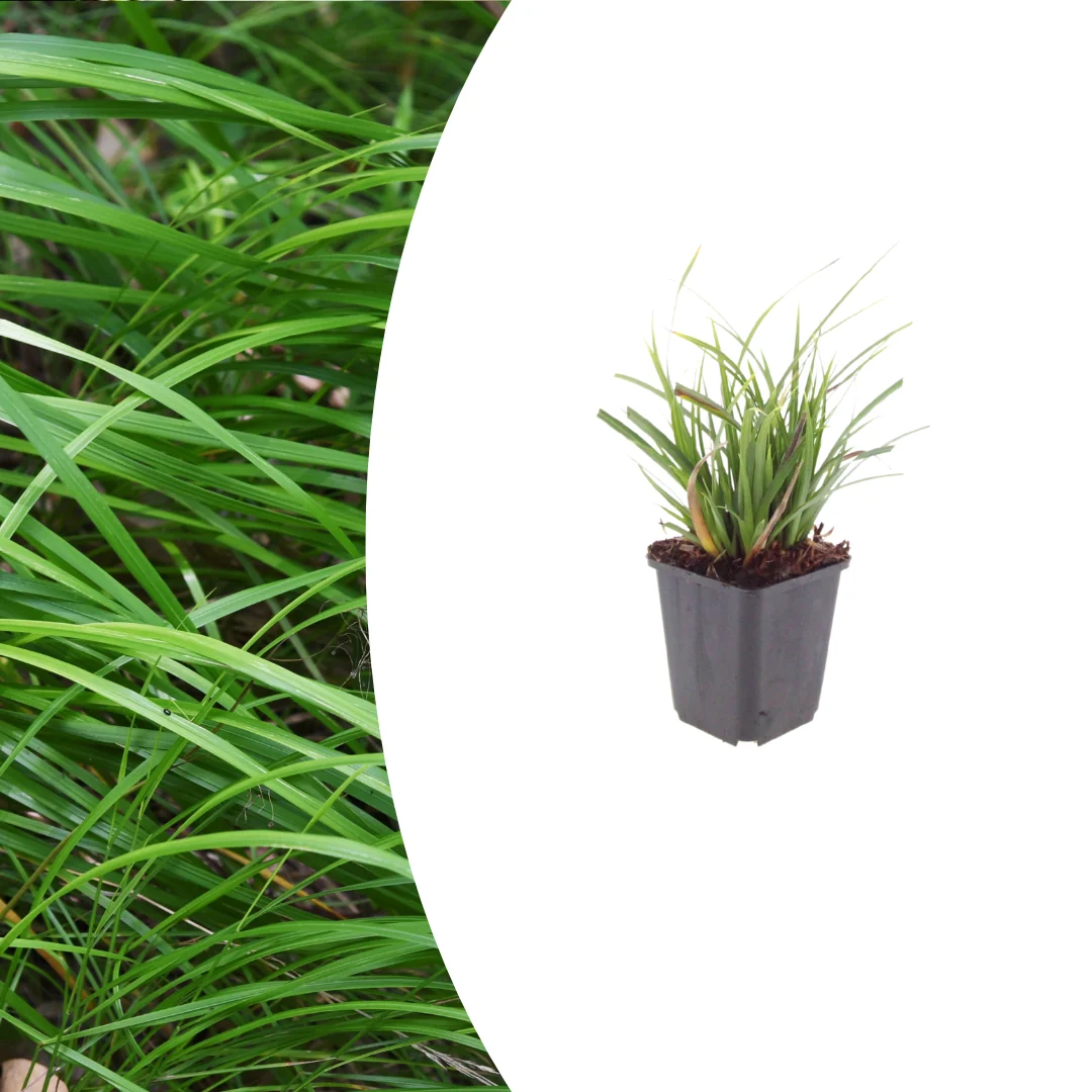 Carex morrowii, groene bladeren