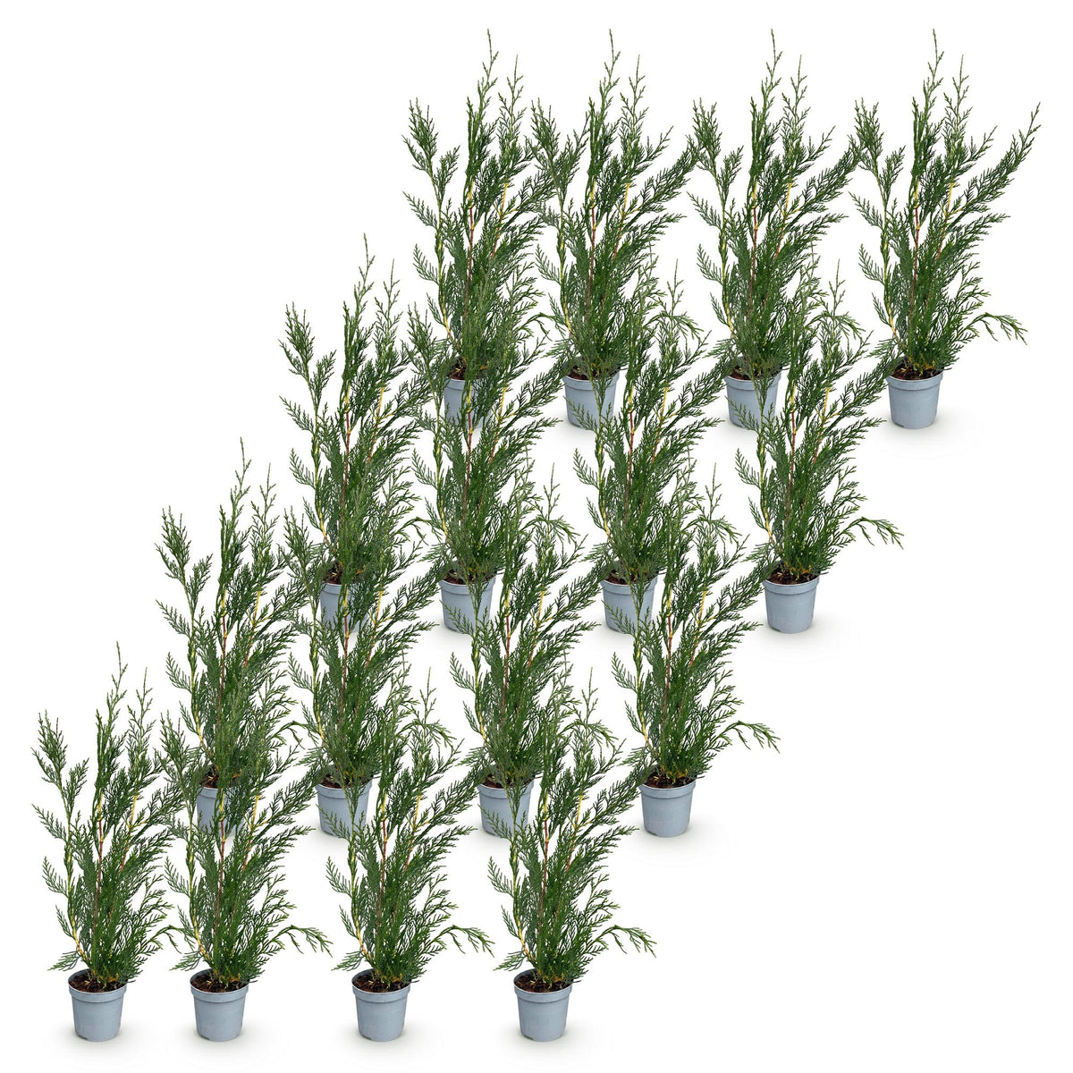 Cupressocyparis leylandii, geschikte tuinplant