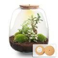 Planten terrarium - Emma - DIY kit - Bonsai, roze, plant in pot