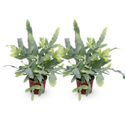 Phlebodium aureum Blue Star, 25-30 cm hoog