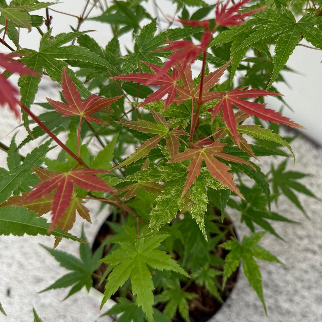 Japanse esdoorn Acer palmatum Phoenix, detail van het blad