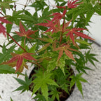 Japanse esdoorn Acer palmatum Phoenix, detail van het blad