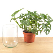 DIY-pakket Monstera in vaas, zelf op hydroponie zetten