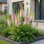 Digitalis purp. Gloxiniiflora - Vingerhoedskruid - Schaduw - Wit-Roze - 6 Planten