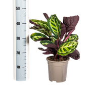 Calathea Roseopicta