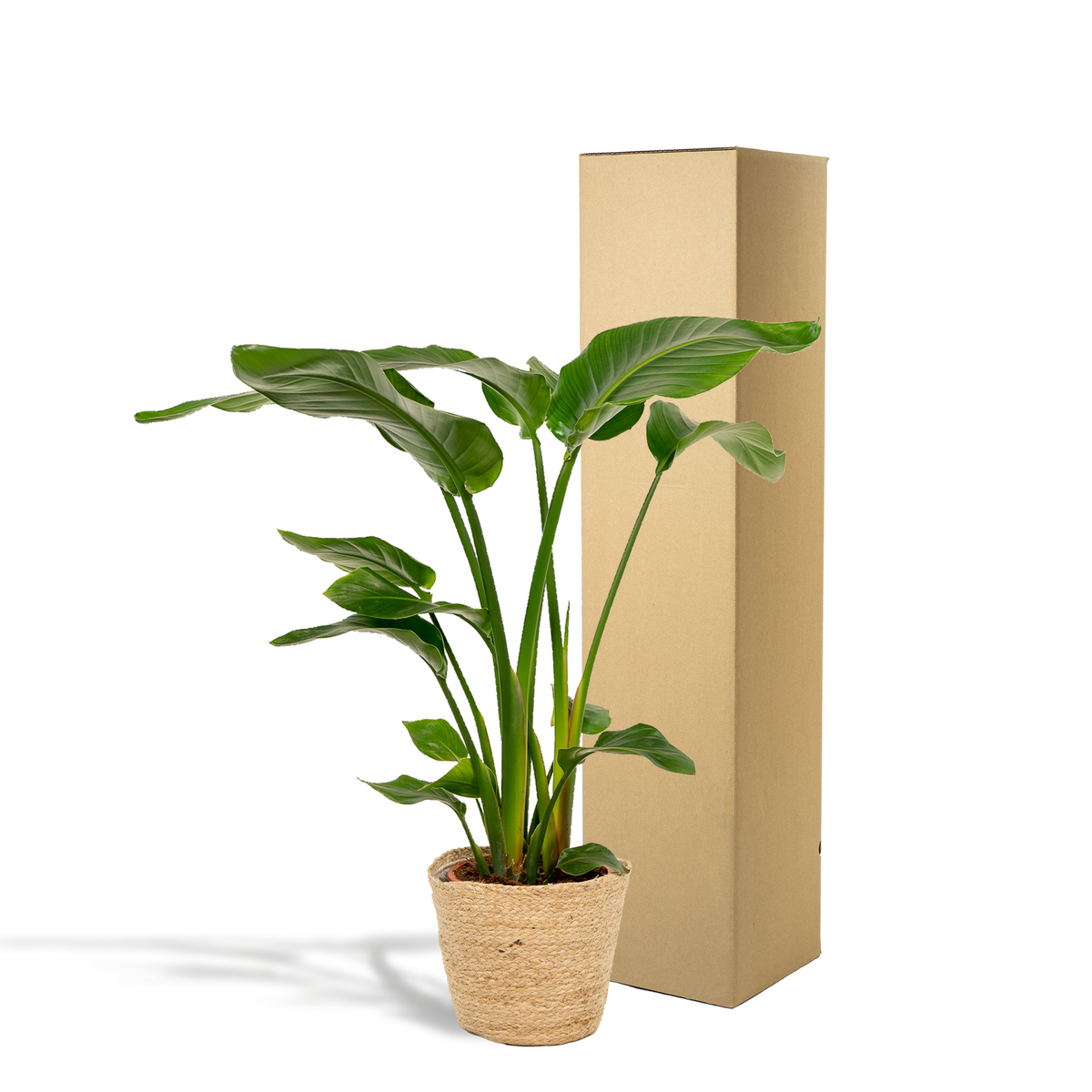 Detailfoto van Strelitzia Nicolai
