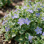 Vinca major 'Variegata' - bonte grote maagdenpalm