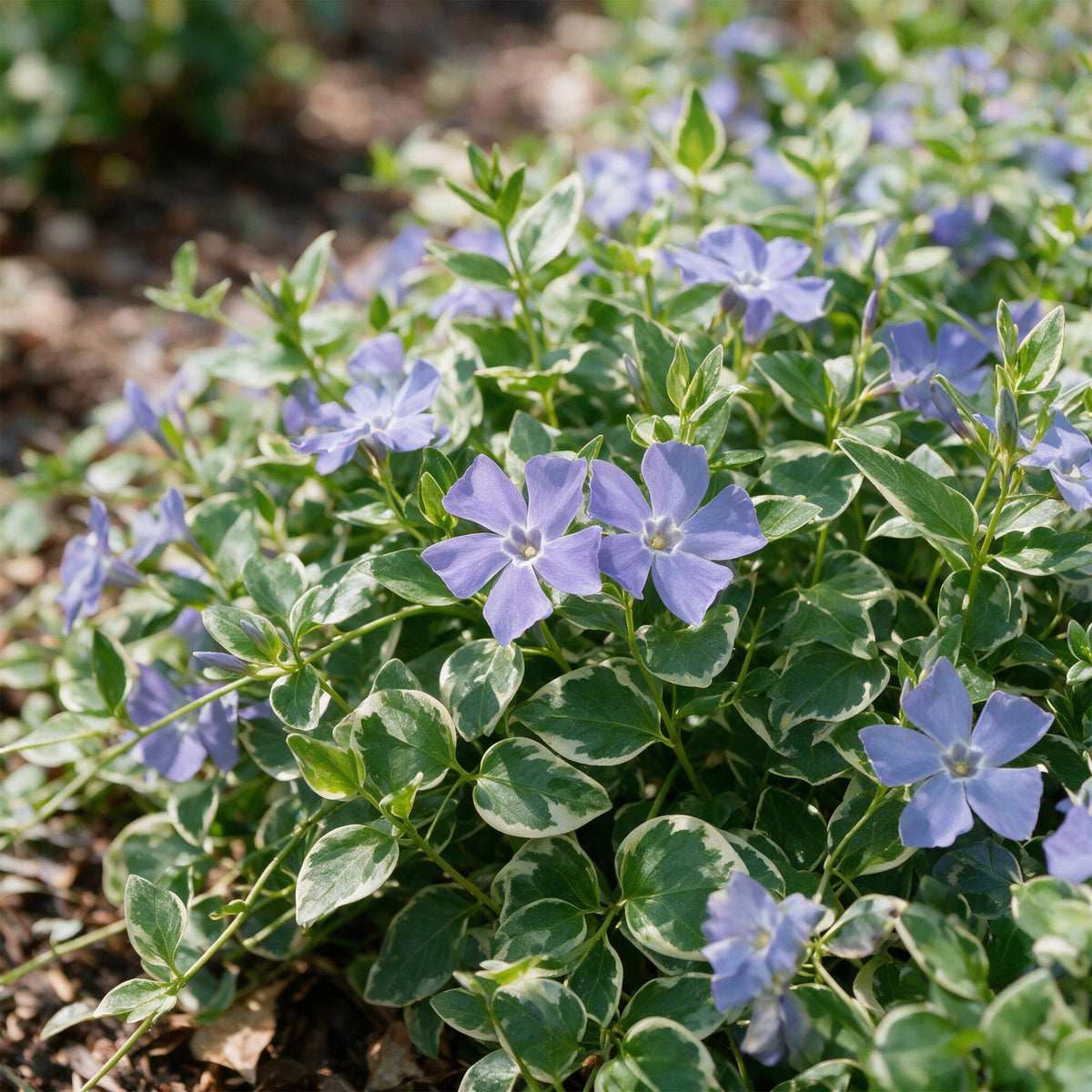 Vinca major 'Variegata' - bonte grote maagdenpalm
