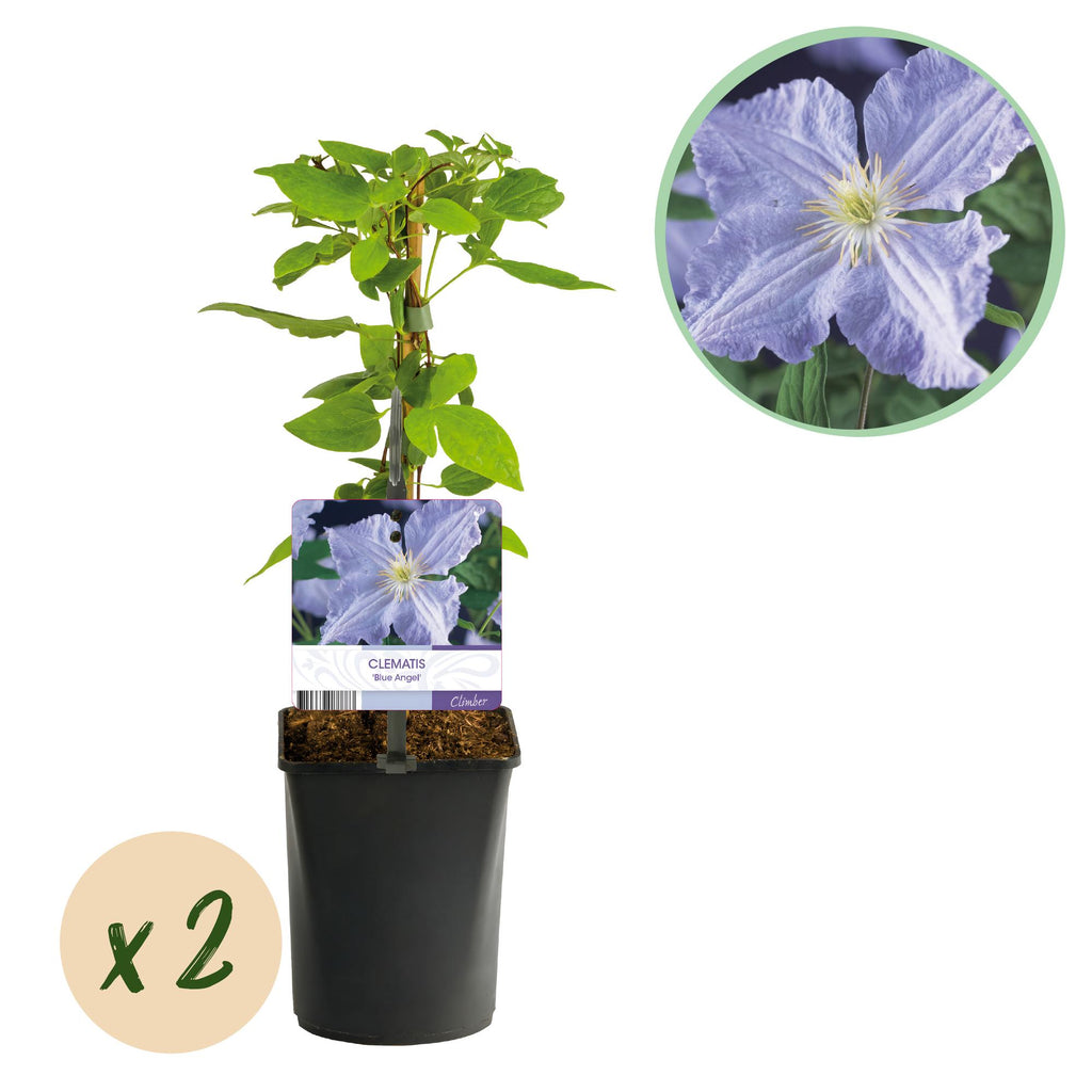 Clematis Blue Angel, plant in pot