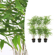 Fargesia rufa, bladhoudende bamboe voor de tuin (6x)