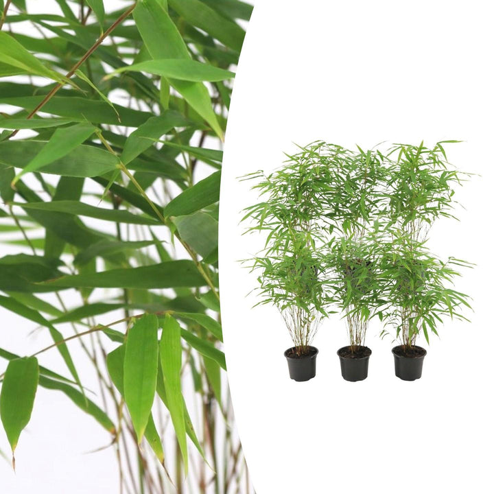 Fargesia rufa, bladhoudende bamboe voor de tuin (6x)