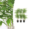 Fargesia rufa, bladhoudende bamboe voor de tuin (6x)