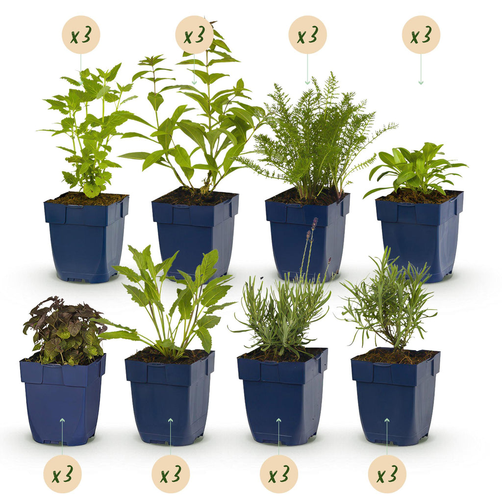 Borderpakket vaste planten, geurend, detail van het blad