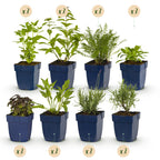 Borderpakket vaste planten, geurend, detail van het blad