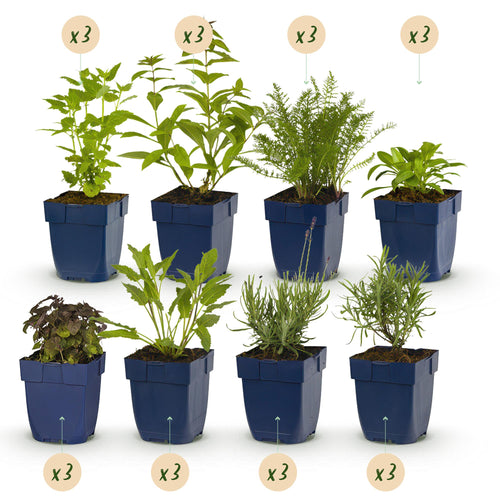 Borderpakket vaste planten, geurend, detail van het blad