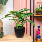 Calathea Zebrina in zwarte pot, plant in pot
