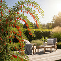 Goijbes Lycium barbarum, plant in pot