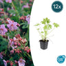 12x Geranium macrorrhizum