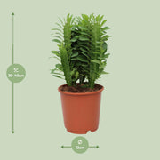Euphorbia Trigona