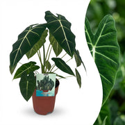 Olifantsoor (Alocasia Frydek)