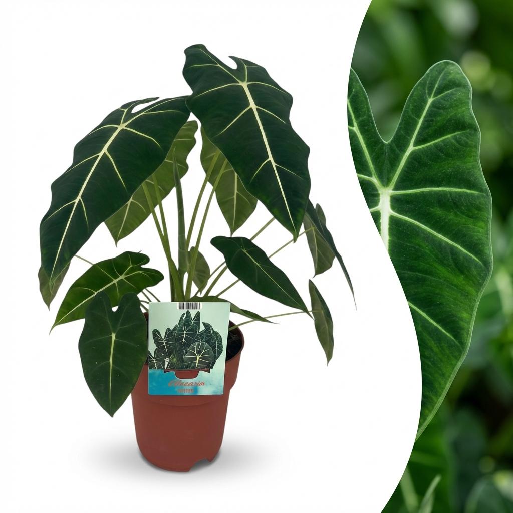 Olifantsoor (Alocasia Frydek), detail van het blad