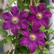 Clematis &