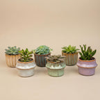 Succulenten Set van 6 in Keramische Mini Potjes Barcelona, detail van het blad