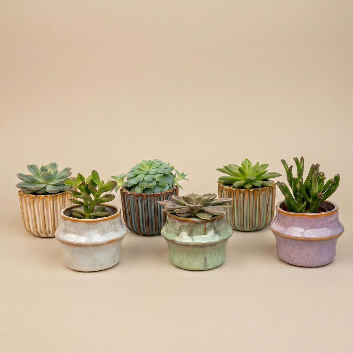 Succulenten Set van 6 in Keramische Mini Potjes Barcelona, detail van het blad