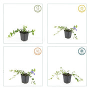 12x Vinca minor &