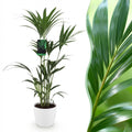 Howea Forsteriana, detail van het blad