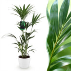 Howea Forsteriana, detail van het blad