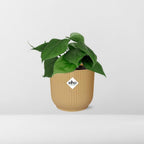 Detailfoto van Philodendron Scandens in ELHO Vibes Fold 14cm geel