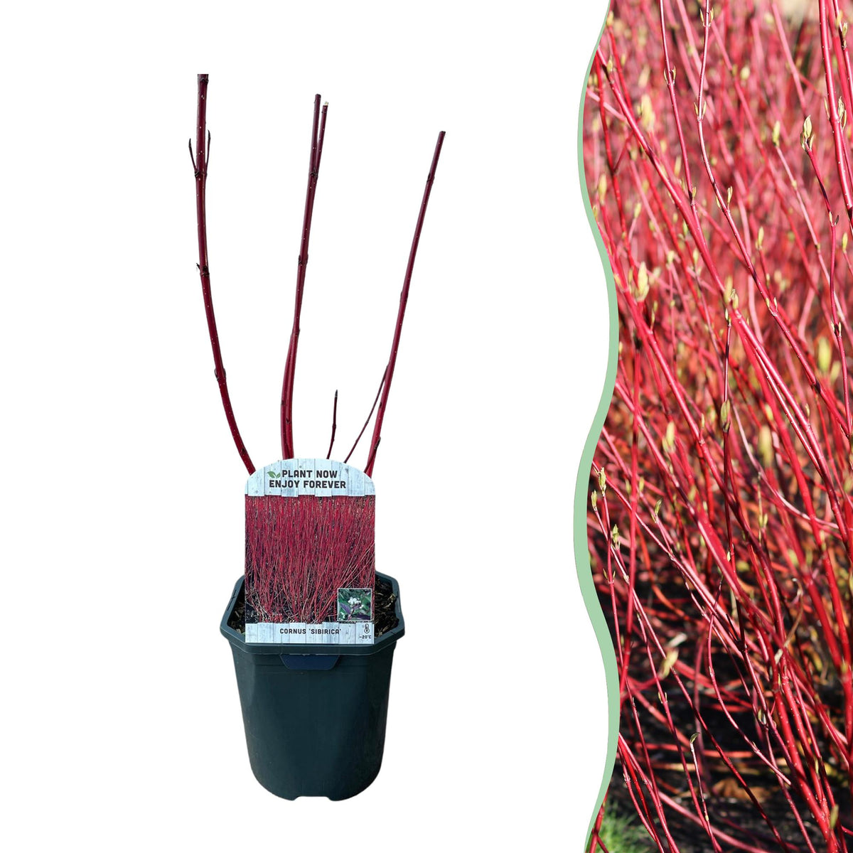 Cornus sibirica, plant in pot