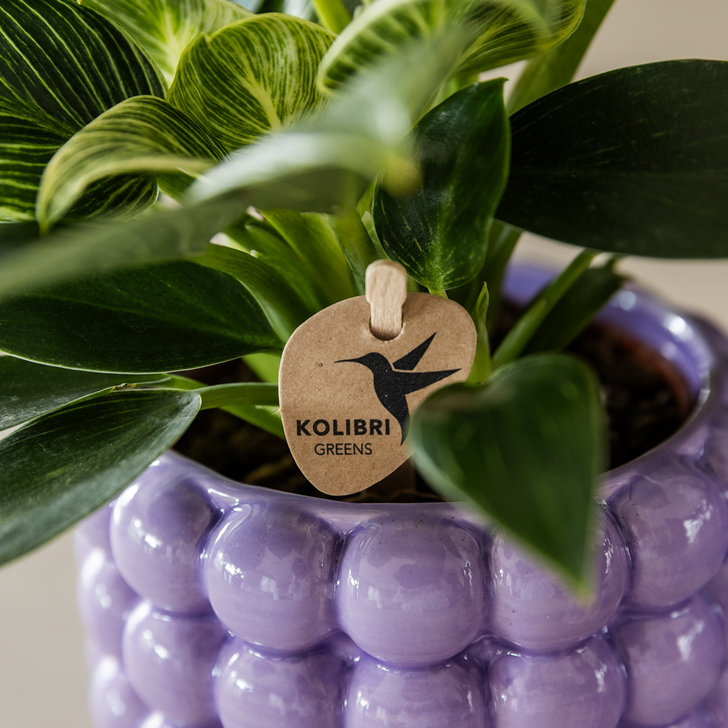Plantenset Poppy Paars, detail van het blad