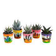 Gasteria/Haworthia mix