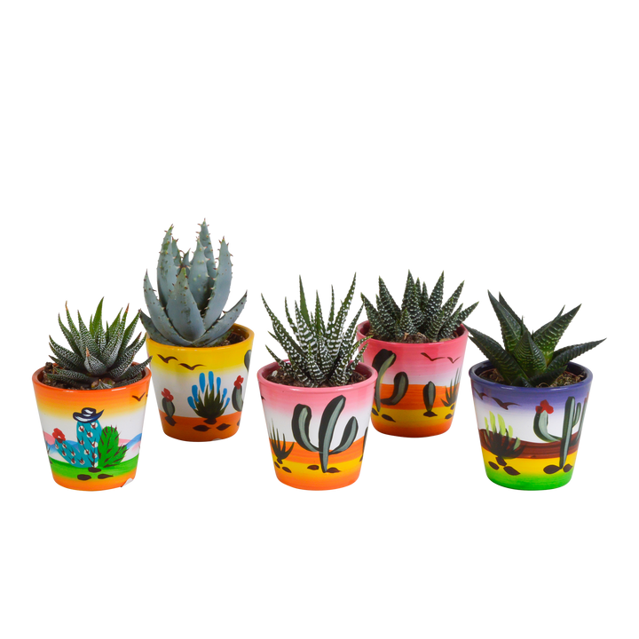 Gasteria/Haworthia mix