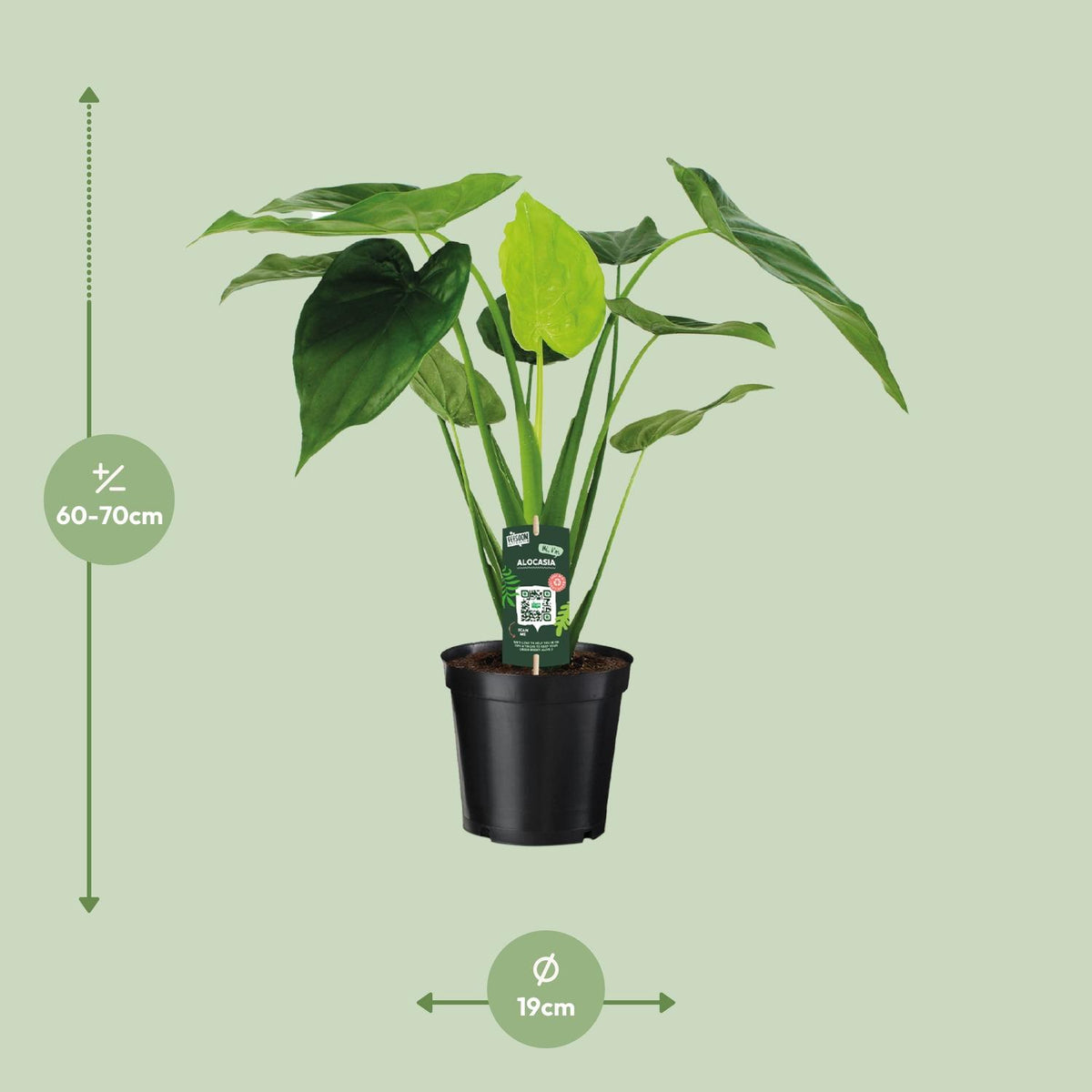 Alocasia Cucullata - Olifantsoor, sierlijke plant