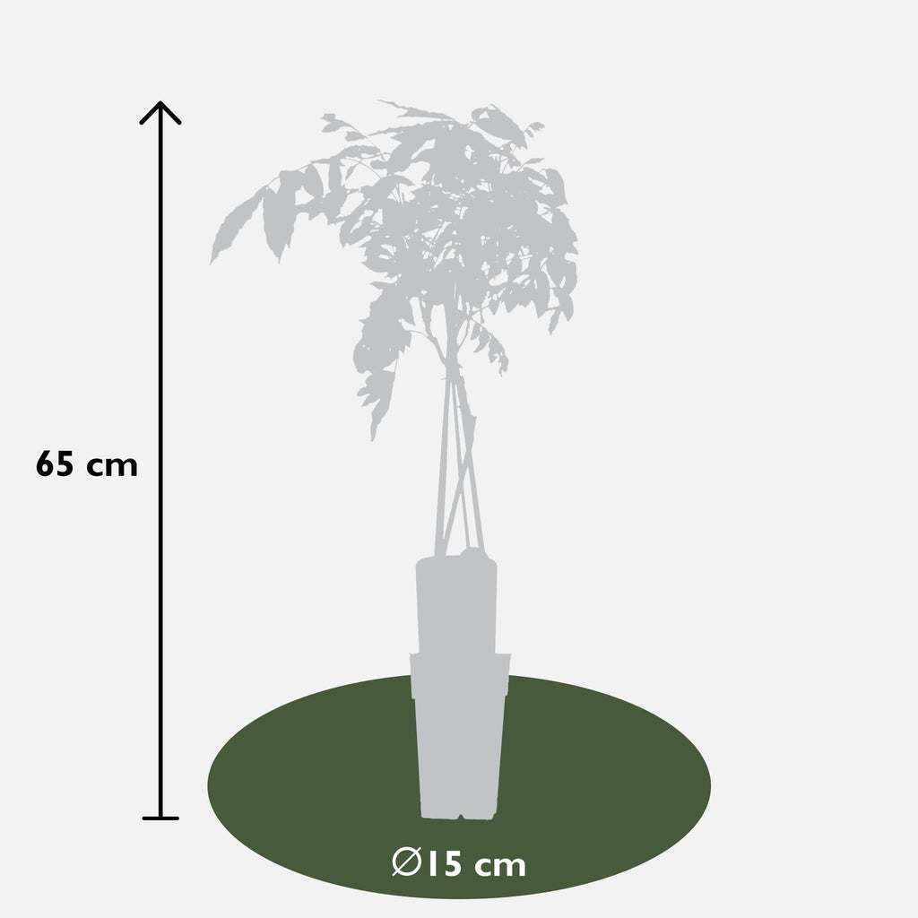 Productafbeelding van Pureplant