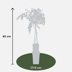 Productafbeelding van Pureplant