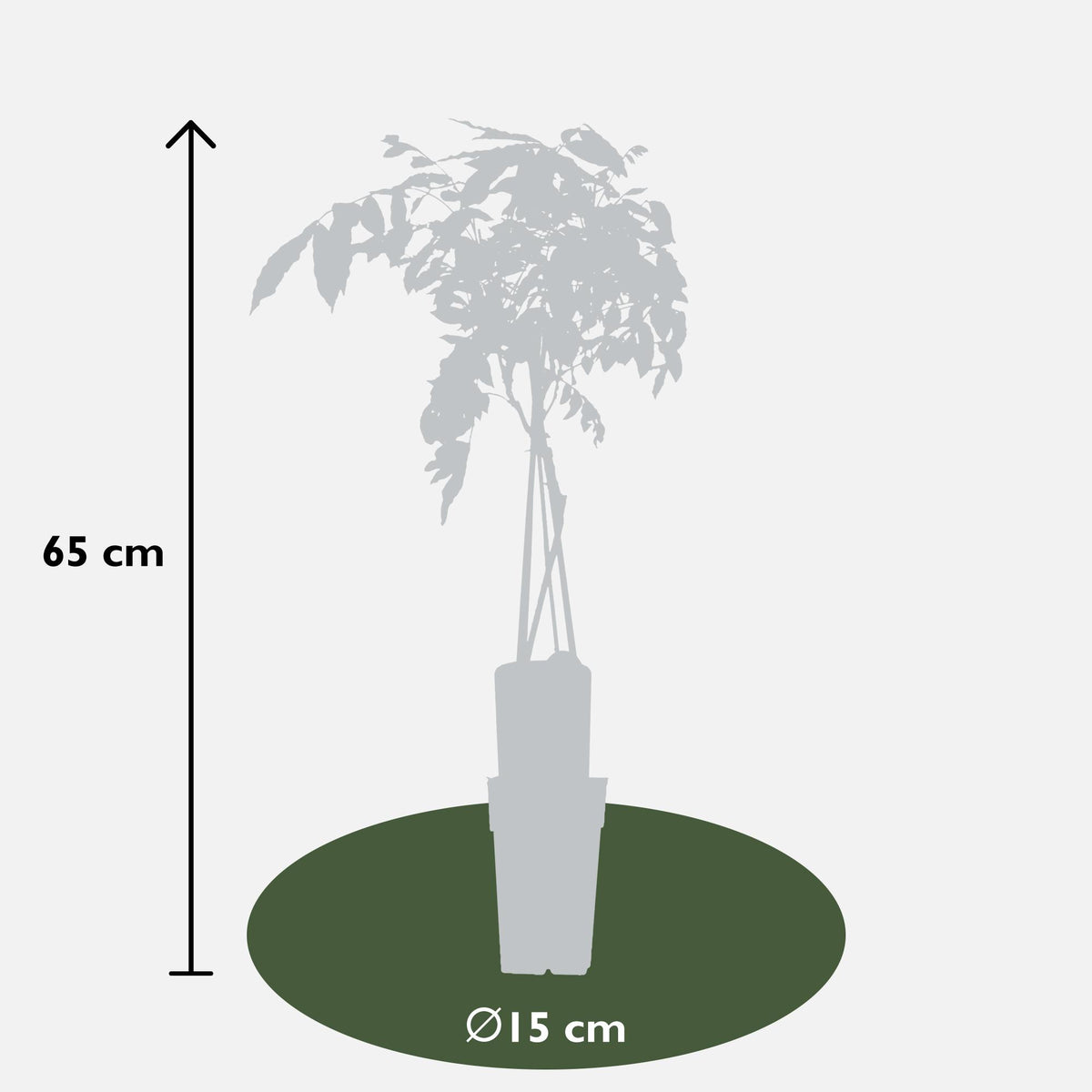 Productafbeelding van Pureplant