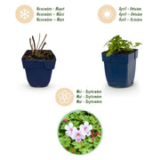 Geranium macr. Spessart - Ooievaarsbek - Bodembedekkend - Wit-Roze