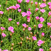 Armeria m. &