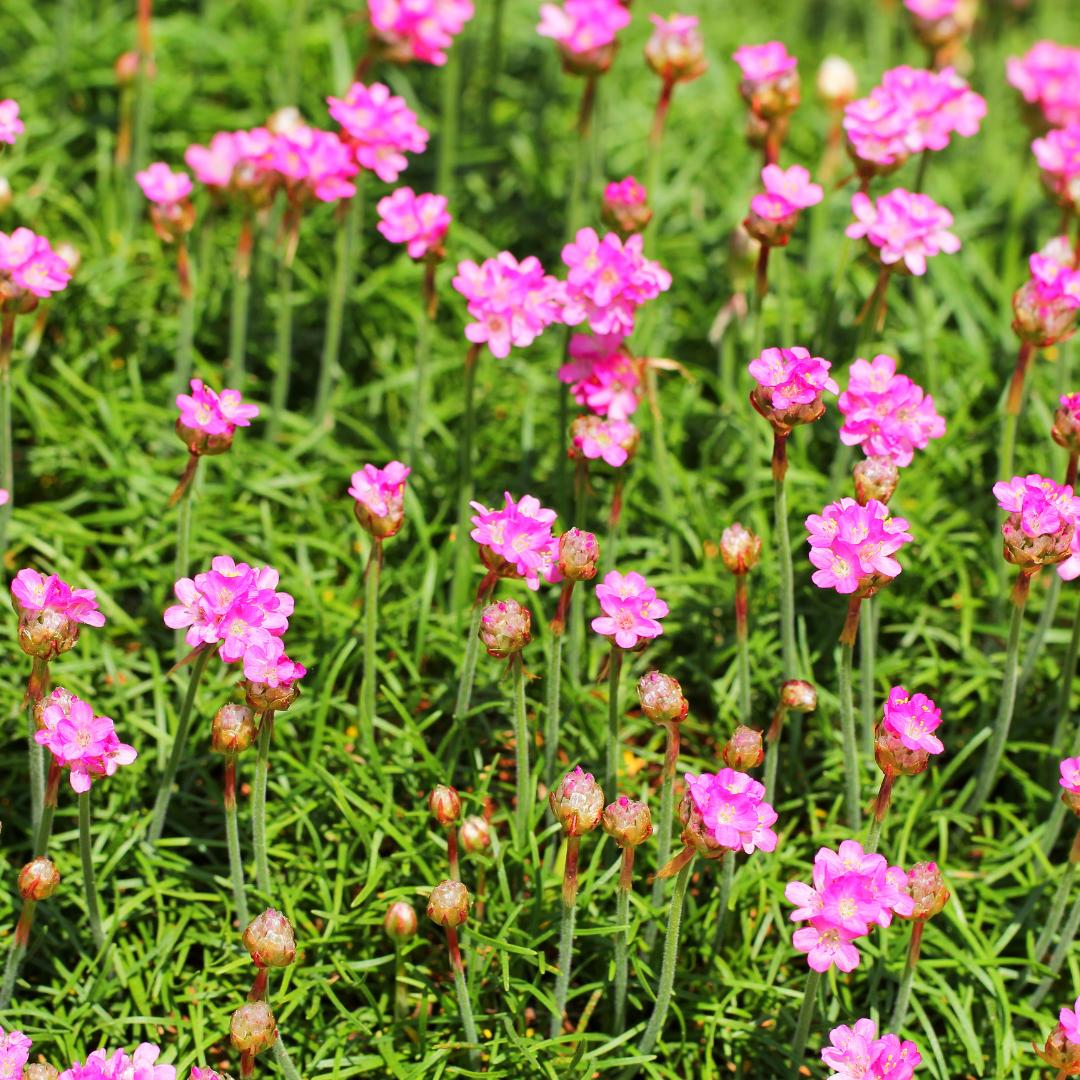 Armeria m. 'Splendens', compacte plant
