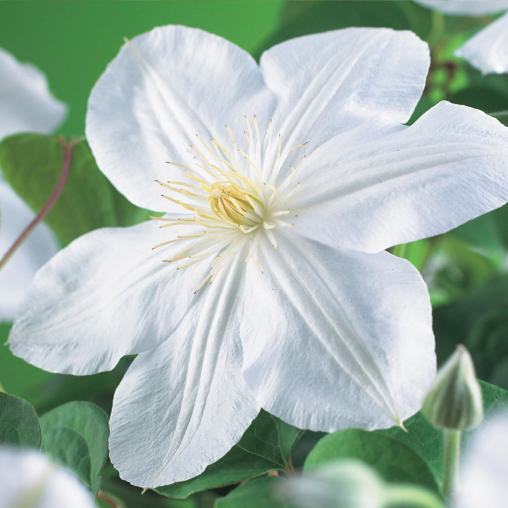 Clematis Madame Le Coultre, kenmerkend blad