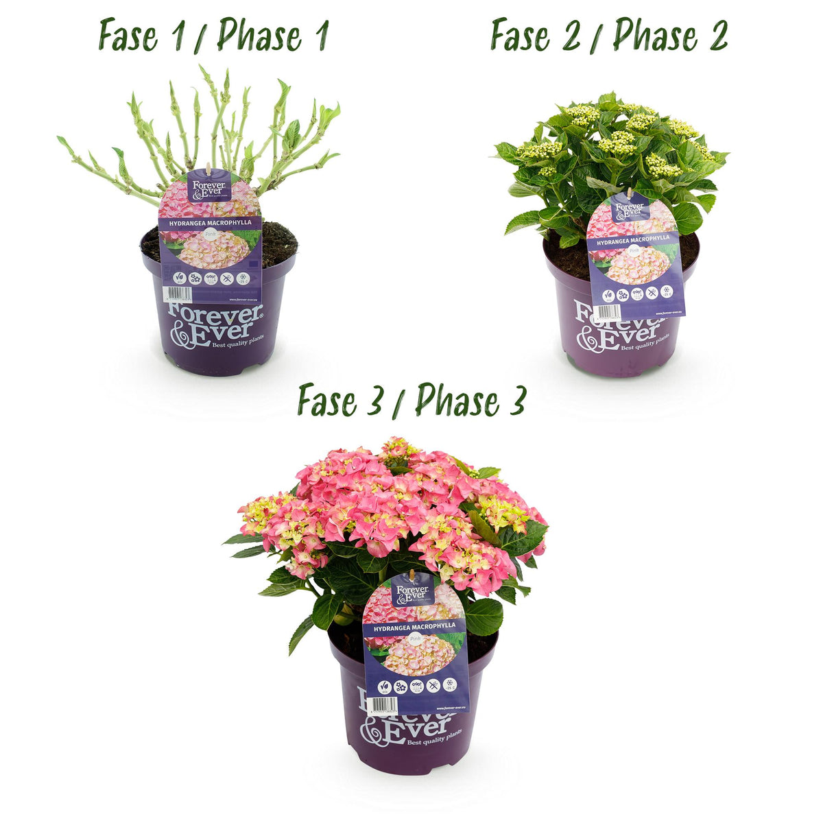 Hortensia Hydrangea Forever & Ever roze, groeiwijze van de plant