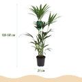 Howea Forsteriana, kenmerkend blad