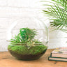 DIY Planten terrarium tweedelig bolglas - Dome XL - Met complete gereedschapsset